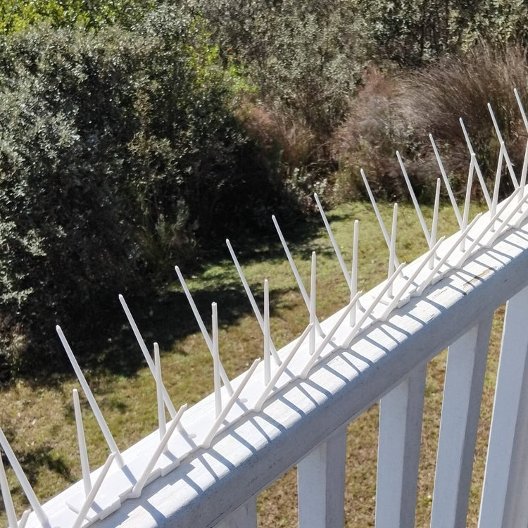 Bird Spikes