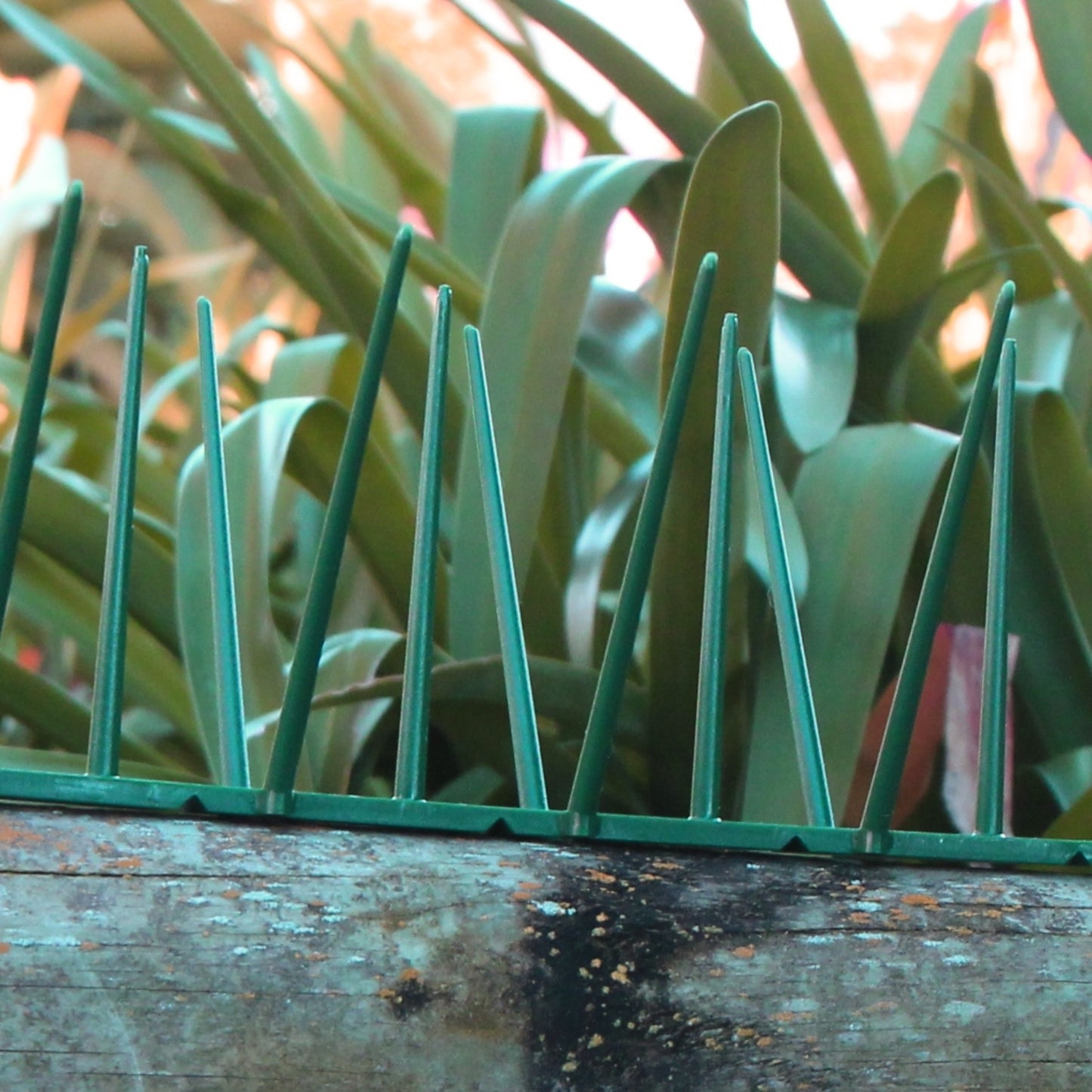Green Bird Spike - Low Price R58.95/m excl VAT