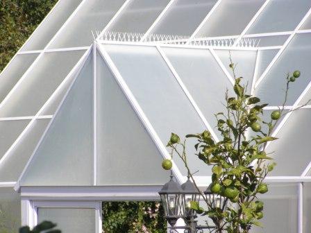 White Bird Spike - Low Price R58.95/m excl VAT