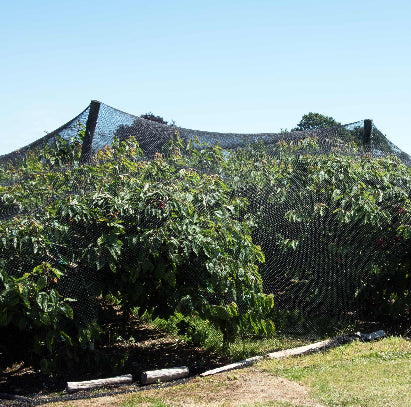 bird netting for fruit trees