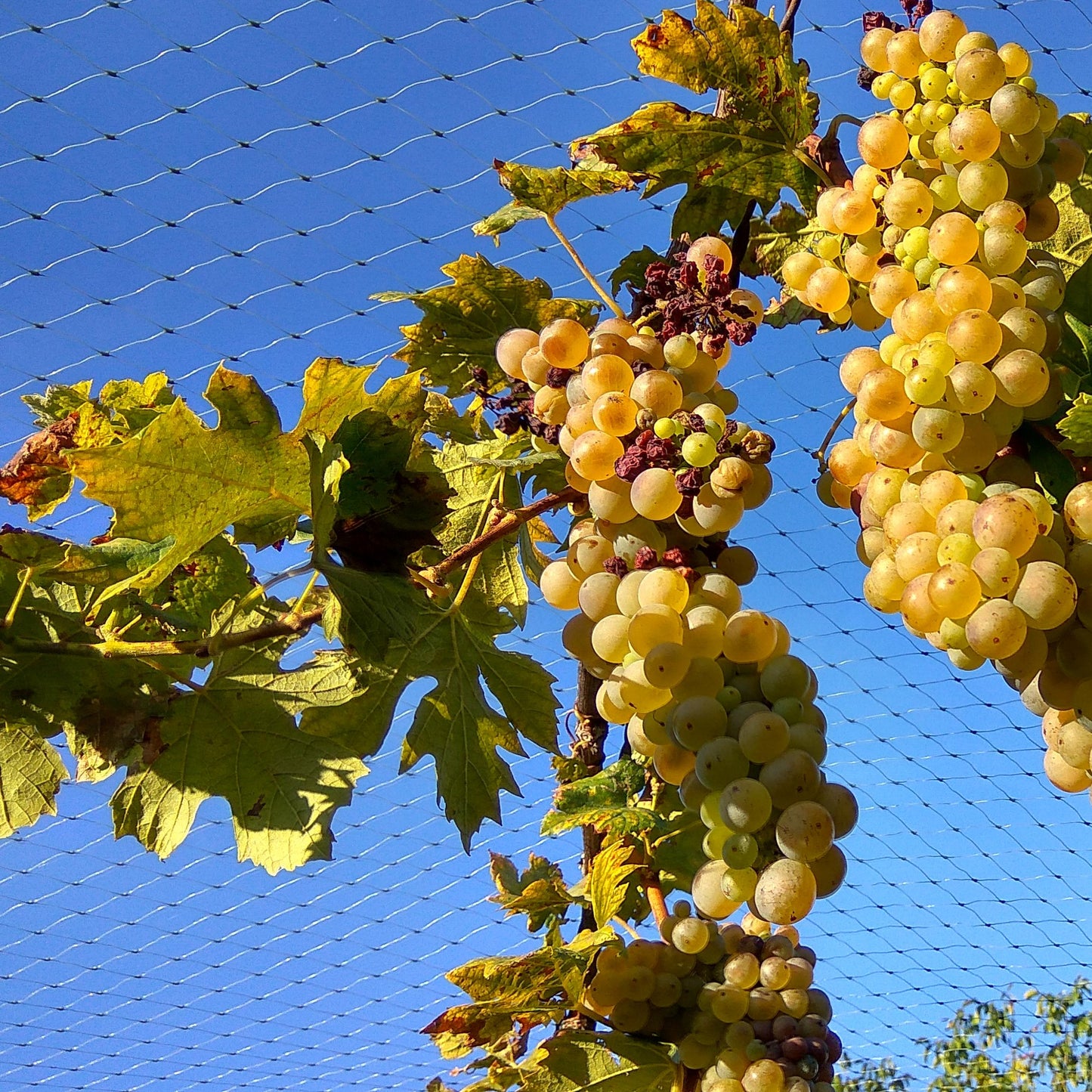 bird netting for vineyards