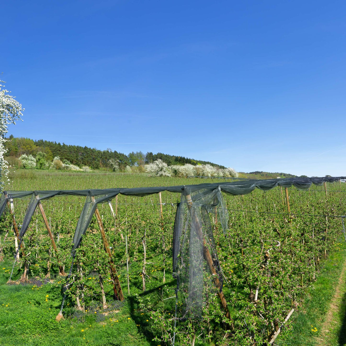 bird netting agriculture farms orchards