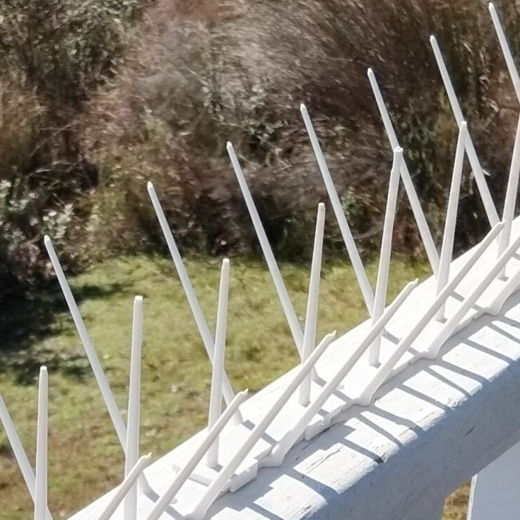 White Bird Spike - Low Price R58.95/m excl VAT