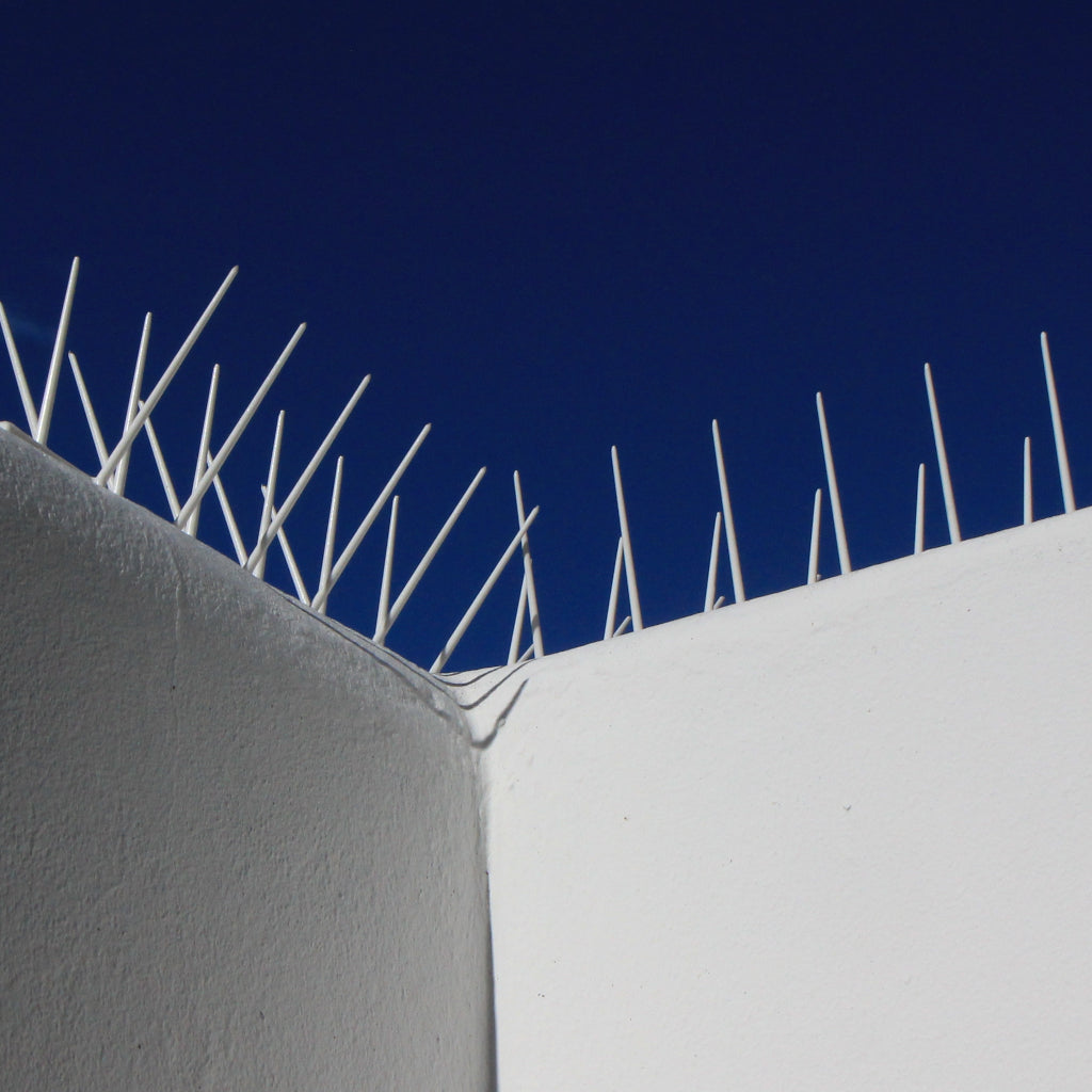 White Bird Spike - Low Price R59.95/m excl VAT