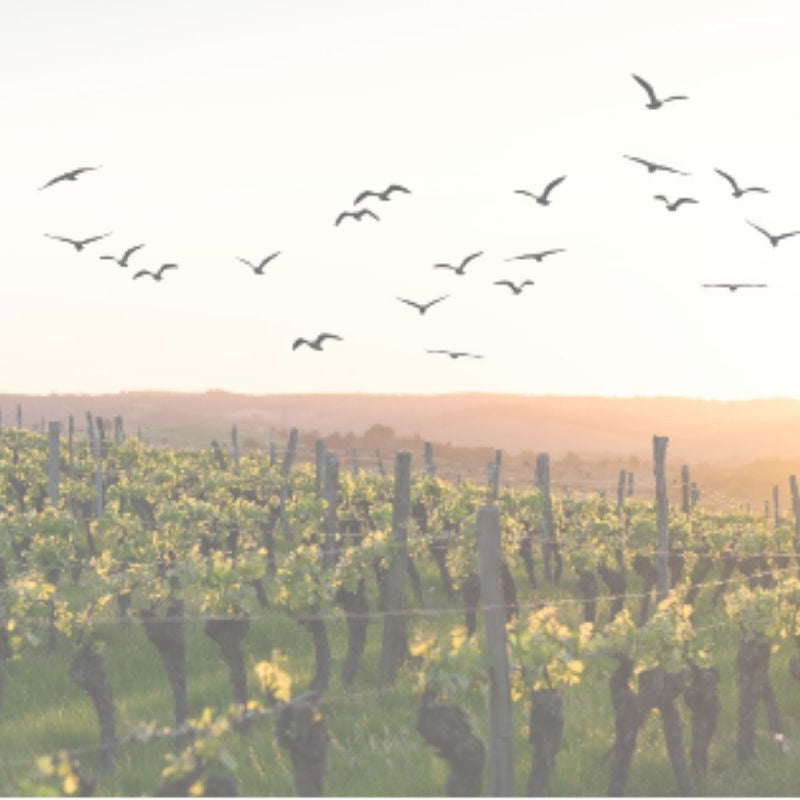 Bird Control For Farming and Agriculture