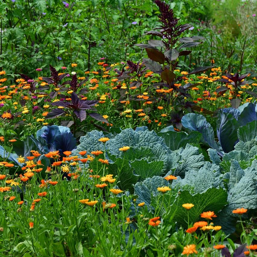 A thriving eco-friendly vegetable garden featuring cabbages interplanted with orange wildflowers for natural pest control.