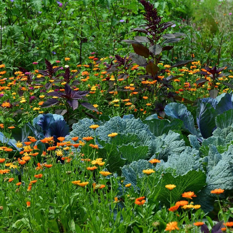 A thriving eco-friendly vegetable garden featuring cabbages interplanted with orange wildflowers for natural pest control.