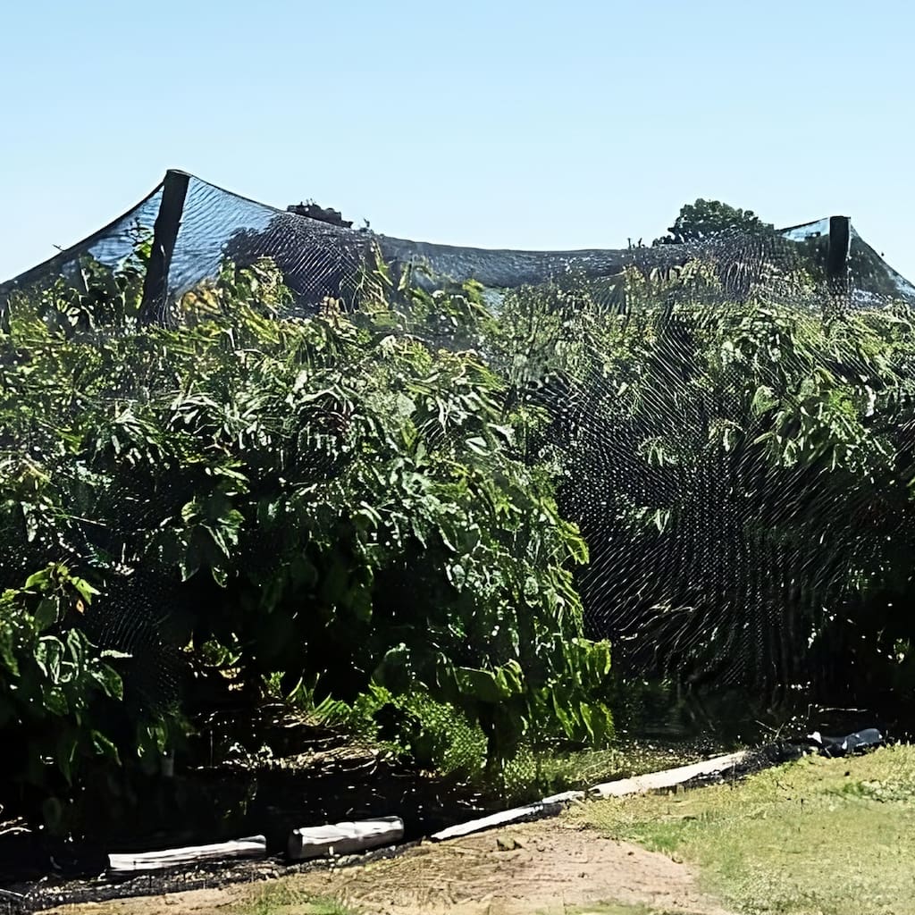 Heavy-duty agricultural bird netting supported by poles over large fruit trees for residential or commercial orchard protection.
