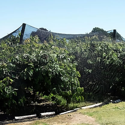 Heavy-duty agricultural bird netting supported by poles over large fruit trees for residential or commercial orchard protection.