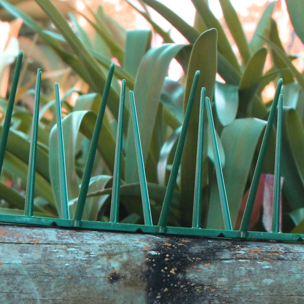Hawk R. Green Spikes Green Bird Spikes - Per Meter (VAT Incl.) – Ecogreen Birdspike
