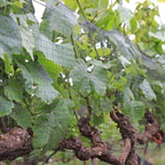 Vinnet vineyard bird netting to protect vines