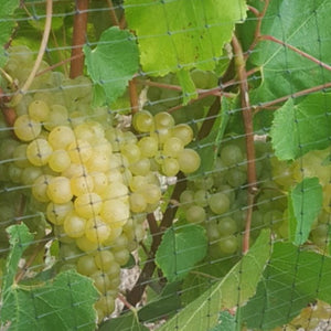 Vinnet vineyard bird netting with grapes in background