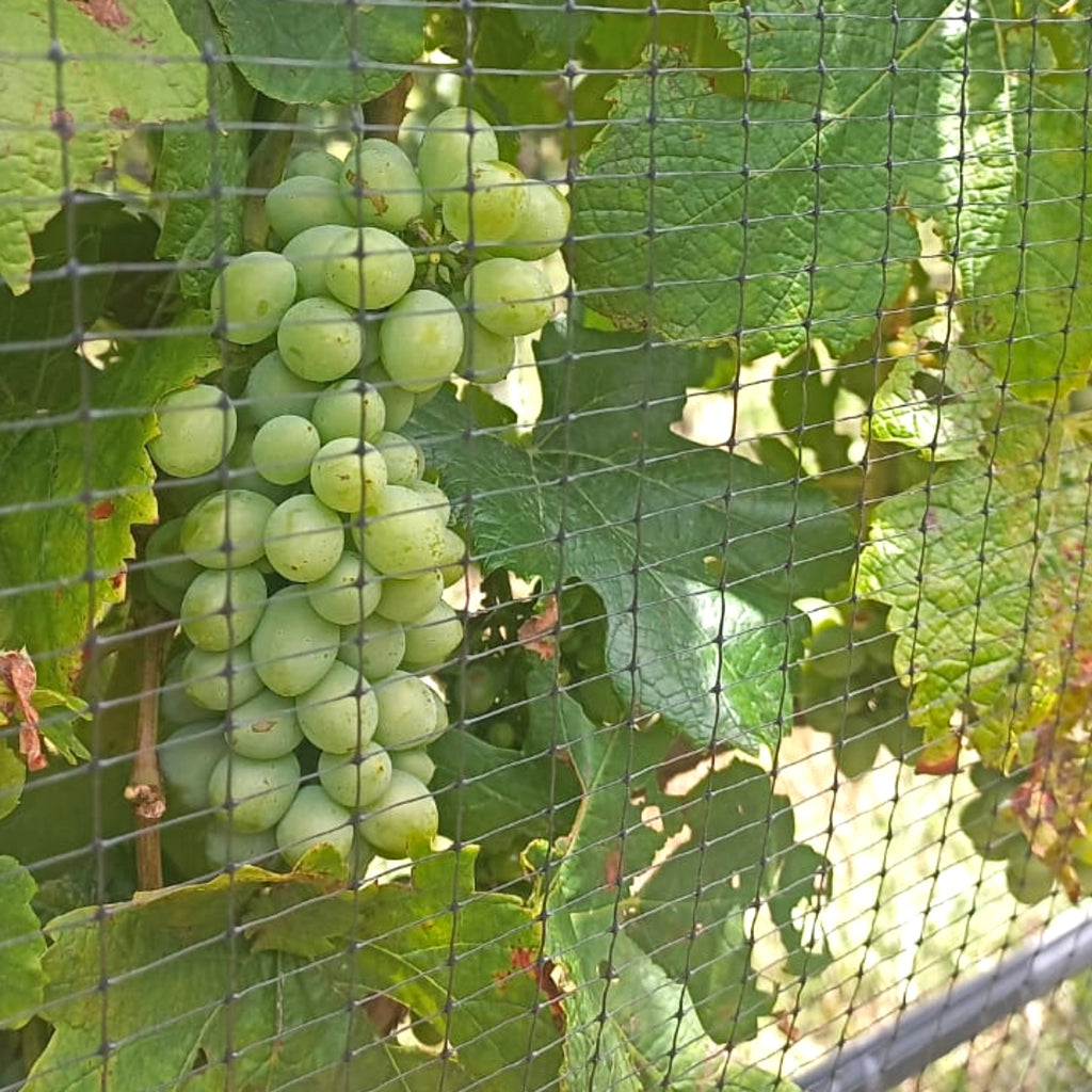 Vinnet vineyard bird netting to protect grapes 