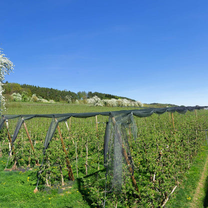 Agricultural bird netting tied up in a commercial fruit orchard, ready for the next farming season.