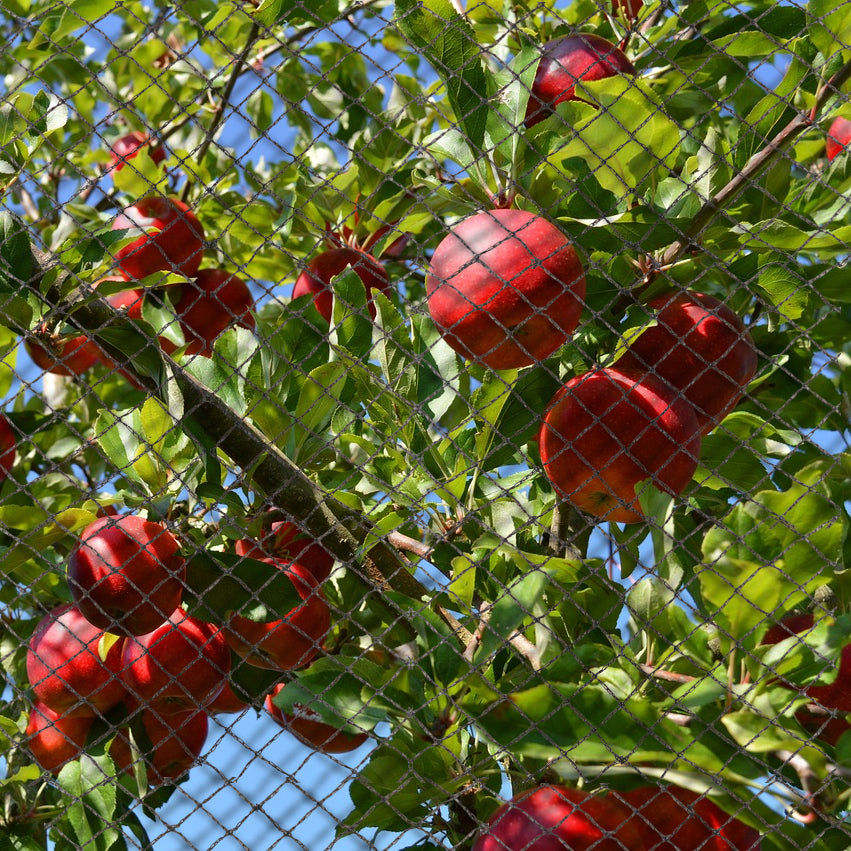 How to Keep Birds Away from Fruit Trees