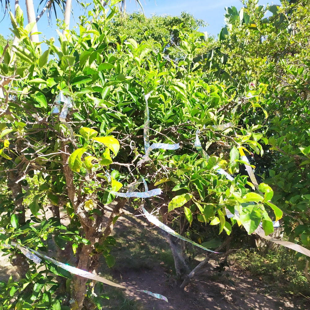 Bird scare tape ribbons blowing in wind, creating noise to scare birds away from fruit trees