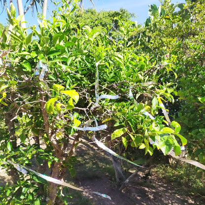 Bird scare tape ribbons blowing in wind, creating noise to scare birds away from fruit trees