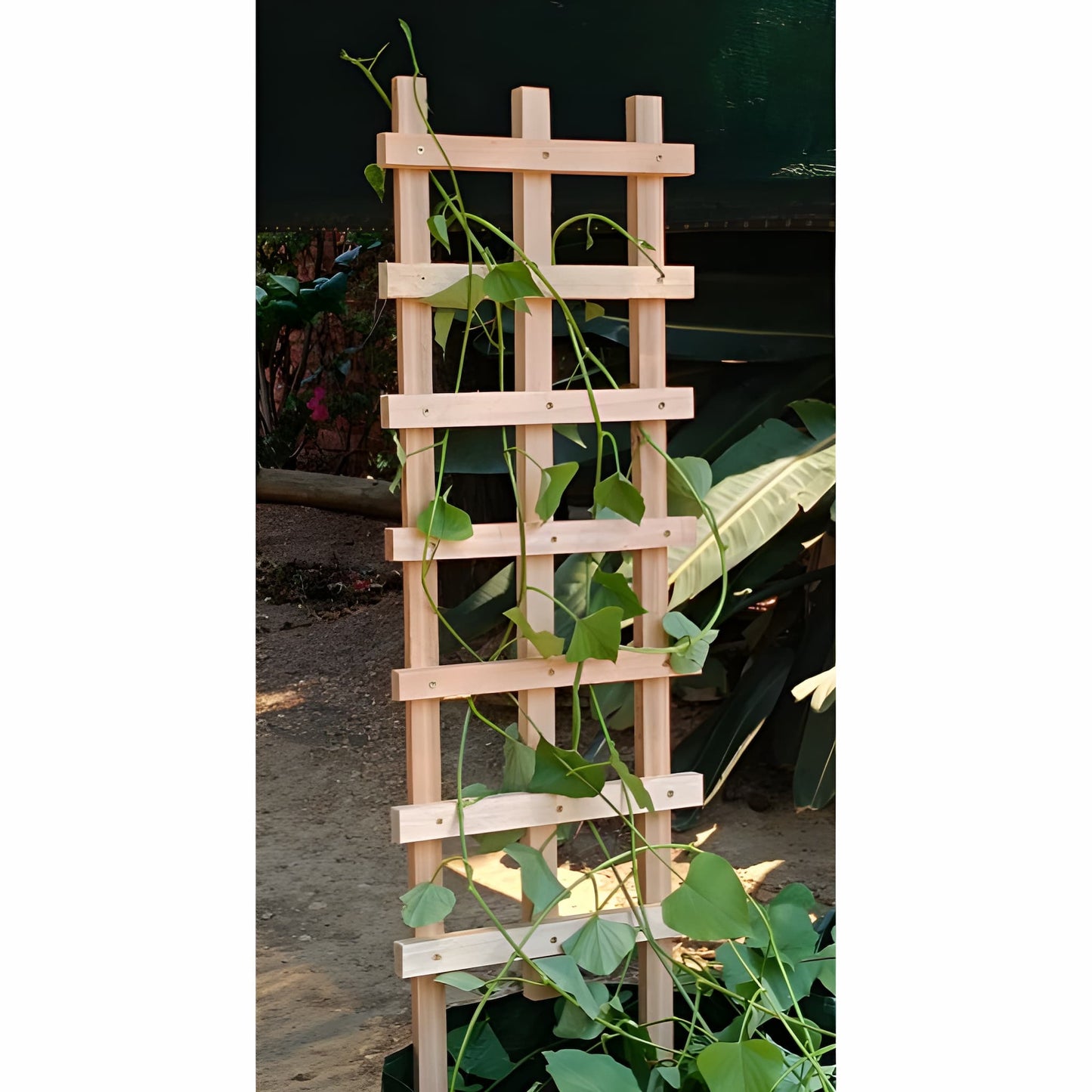 Green climbing vine growing up the natural wood Ecogreen garden plant trellis.