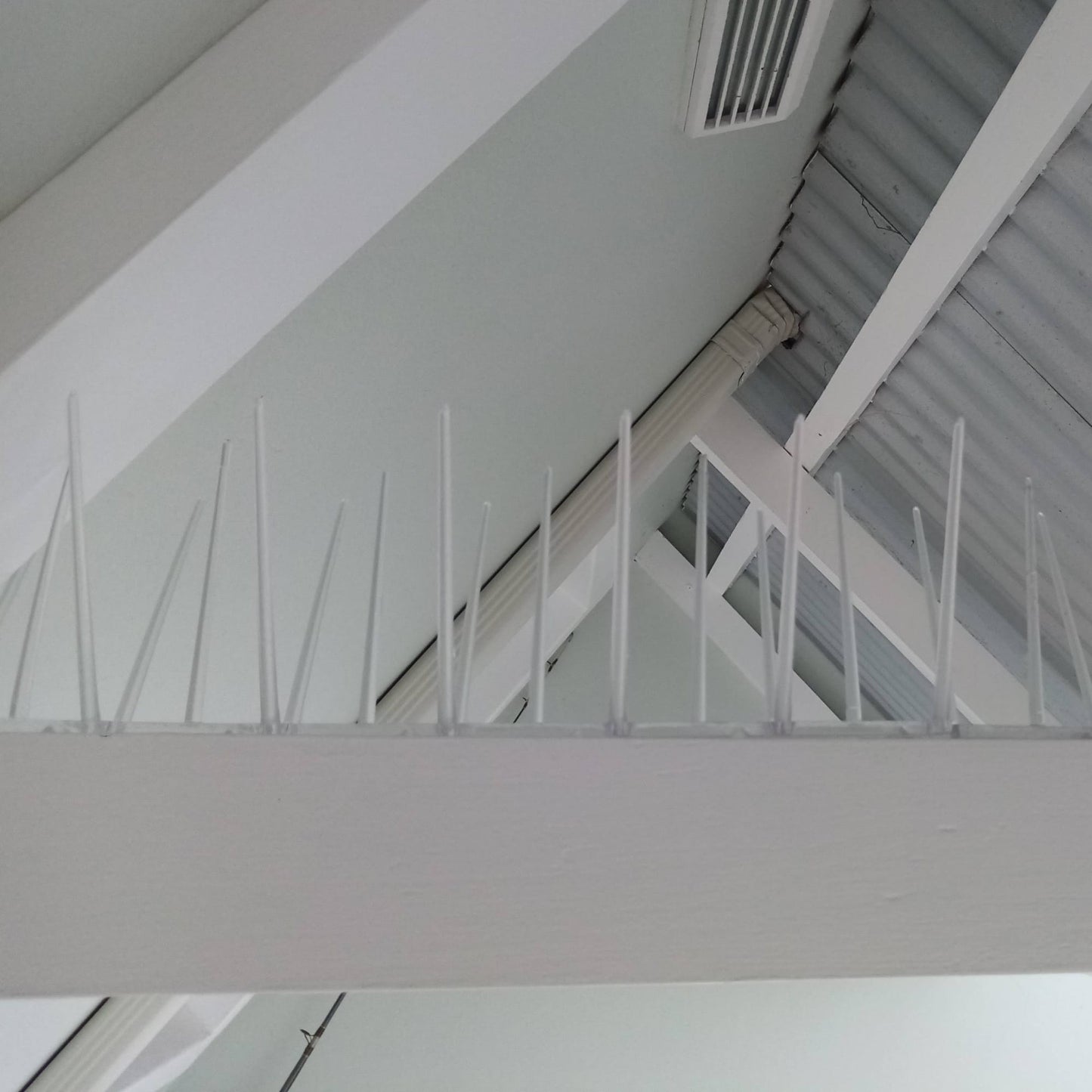 A commercial bird proofing solution showing how to get rid of pigeons in a warehouse using Ecogreen spikes on roof trusses.