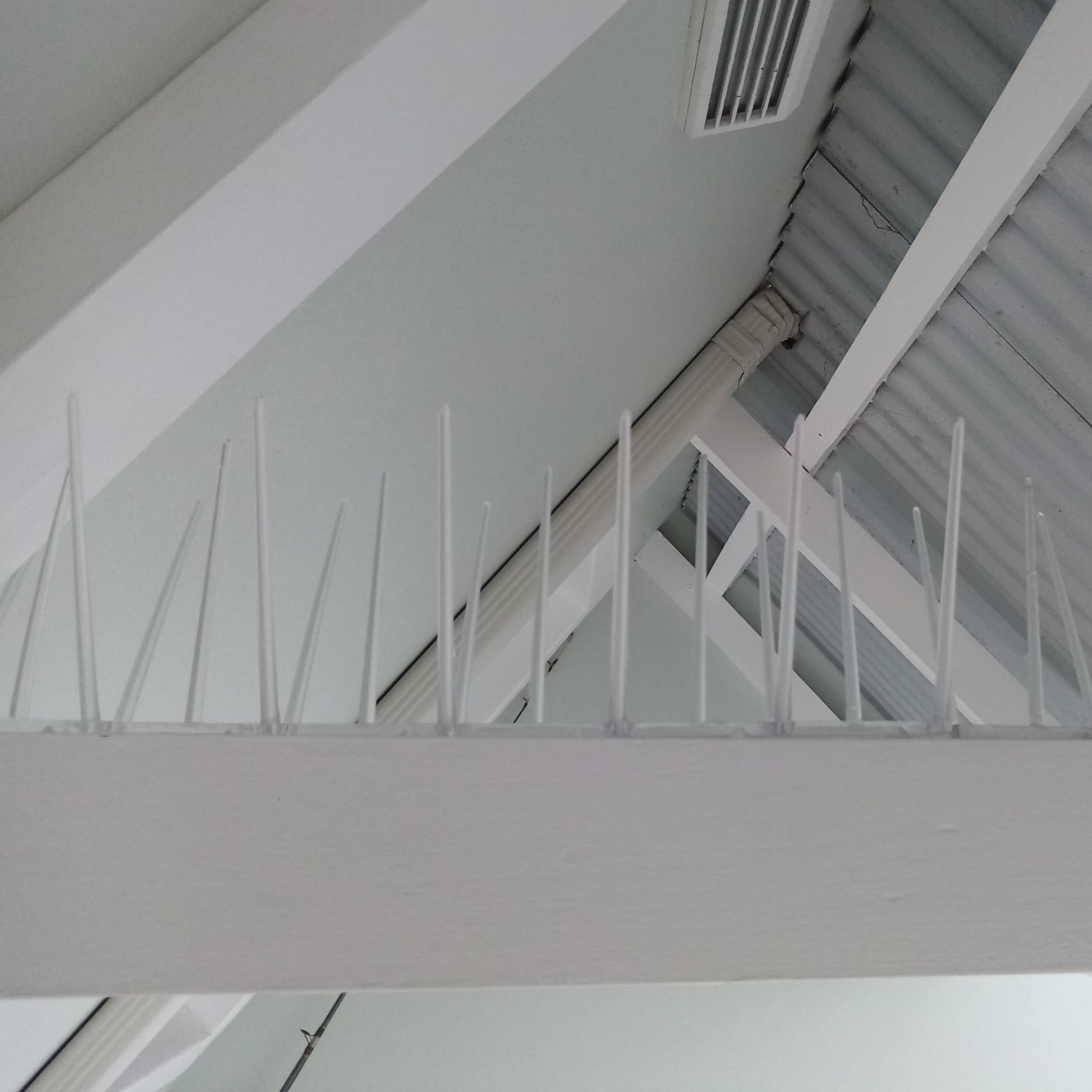 A commercial bird proofing solution showing how to get rid of pigeons in a warehouse using Ecogreen spikes on roof trusses.