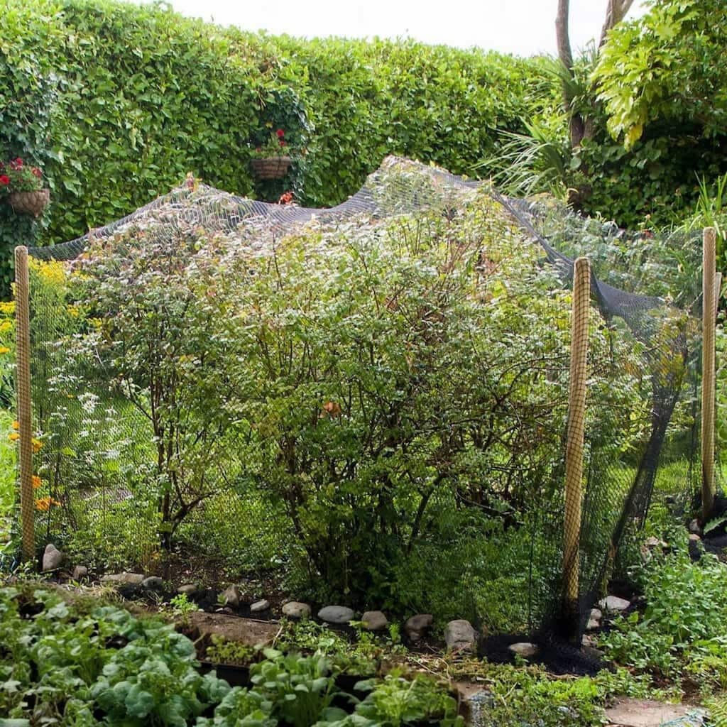 25m bird netting draped over fruit trees in a vegetable garden to protect fruit from birds.