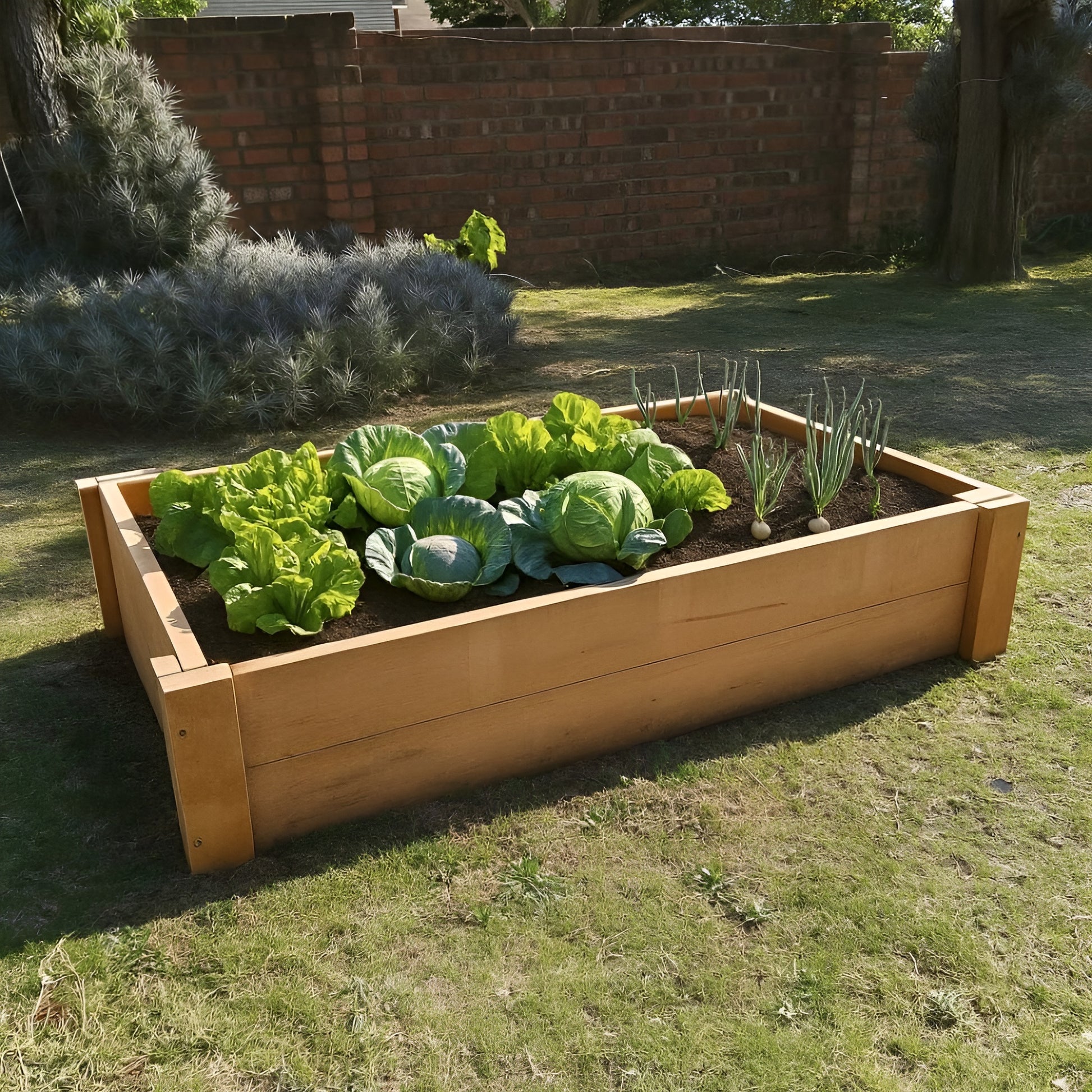Productive untreated Saligna hardwood garden bed filled with large cabbages, demonstrating the capacity for growing abundant, naturally safe edibles.