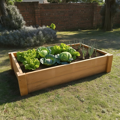 Productive untreated Saligna hardwood garden bed filled with large cabbages, demonstrating the capacity for growing abundant, naturally safe edibles.