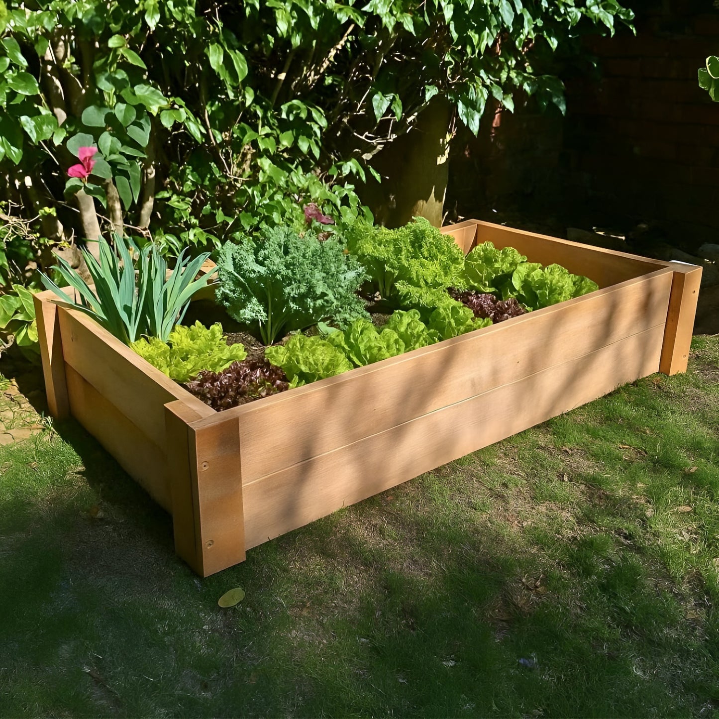 Untreated Saligna hardwood raised garden bed, durable and naturally rot-resistant, filled with healthy leeks and lettuce for fresh home gardening.