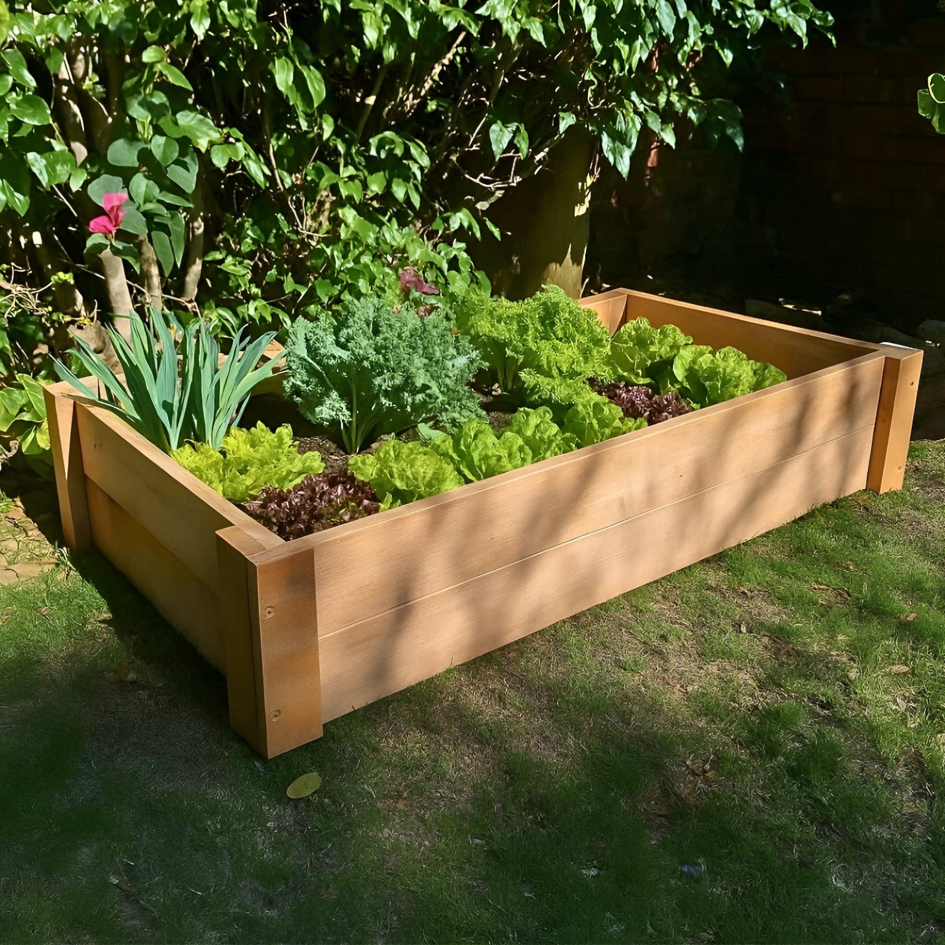 Untreated Saligna hardwood raised garden bed, durable and naturally rot-resistant, filled with healthy leeks and lettuce for fresh home gardening.