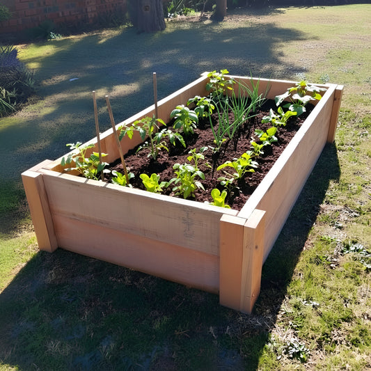 Untreated timber raised garden bed in full sun, promoting healthier growth for young tomato plants without chemical leaching.