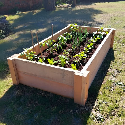 Untreated timber raised garden bed in full sun, promoting healthier growth for young tomato plants without chemical leaching.