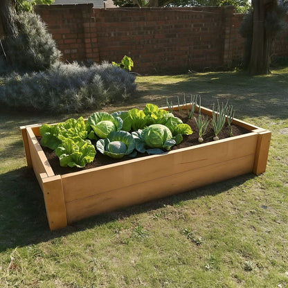 Productive untreated Saligna hardwood garden bed filled with large cabbages, demonstrating the capacity for growing abundant, naturally safe edibles.