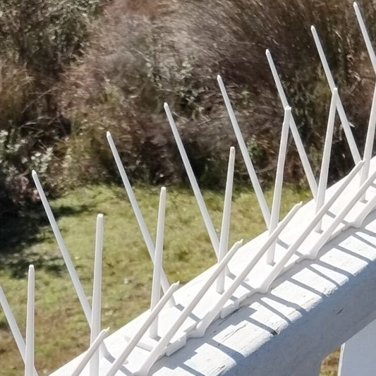 White Bird Spike - Low Price R58.95/m excl VAT