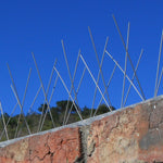 Stainless steel bird spike on wall