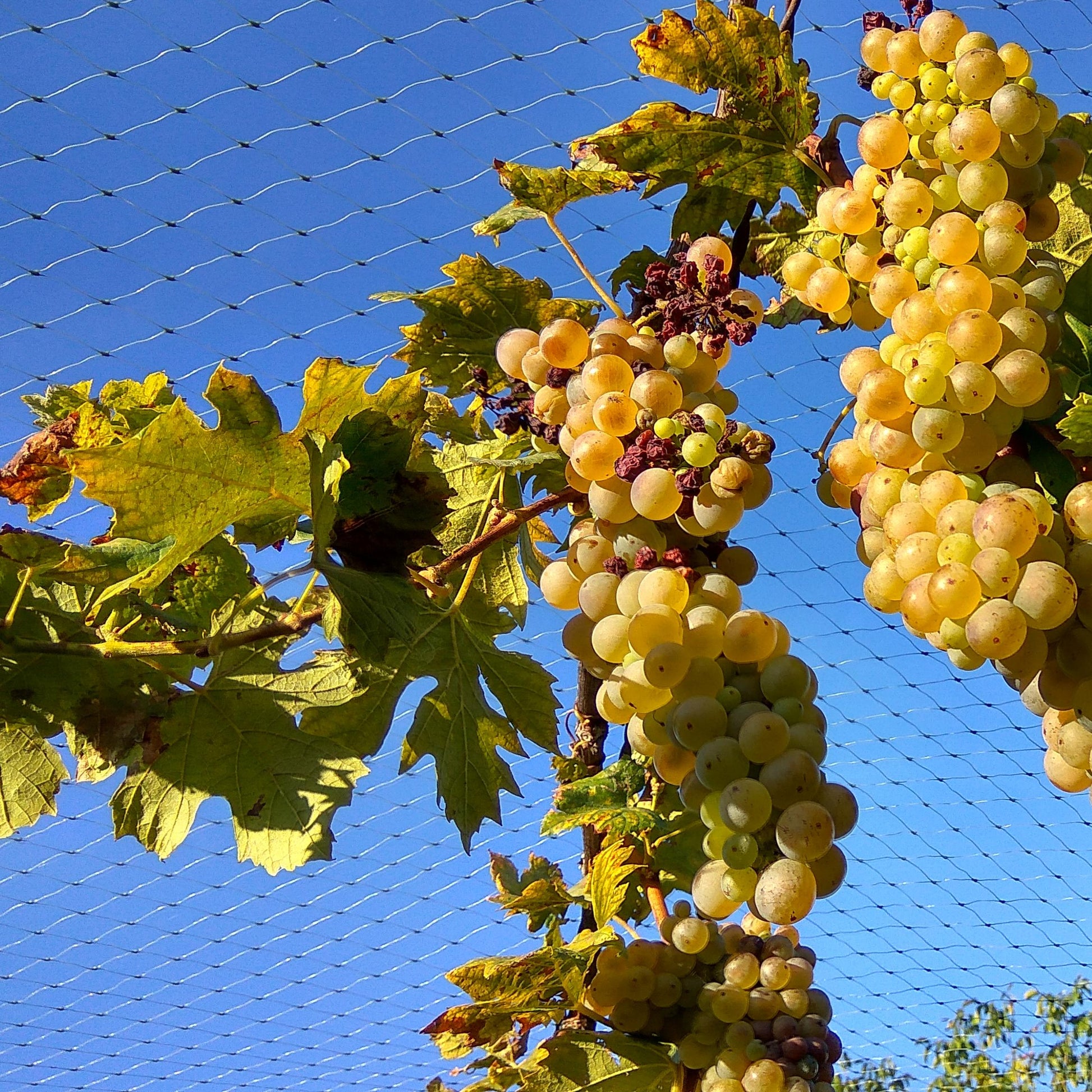 black bird netting over vineyard