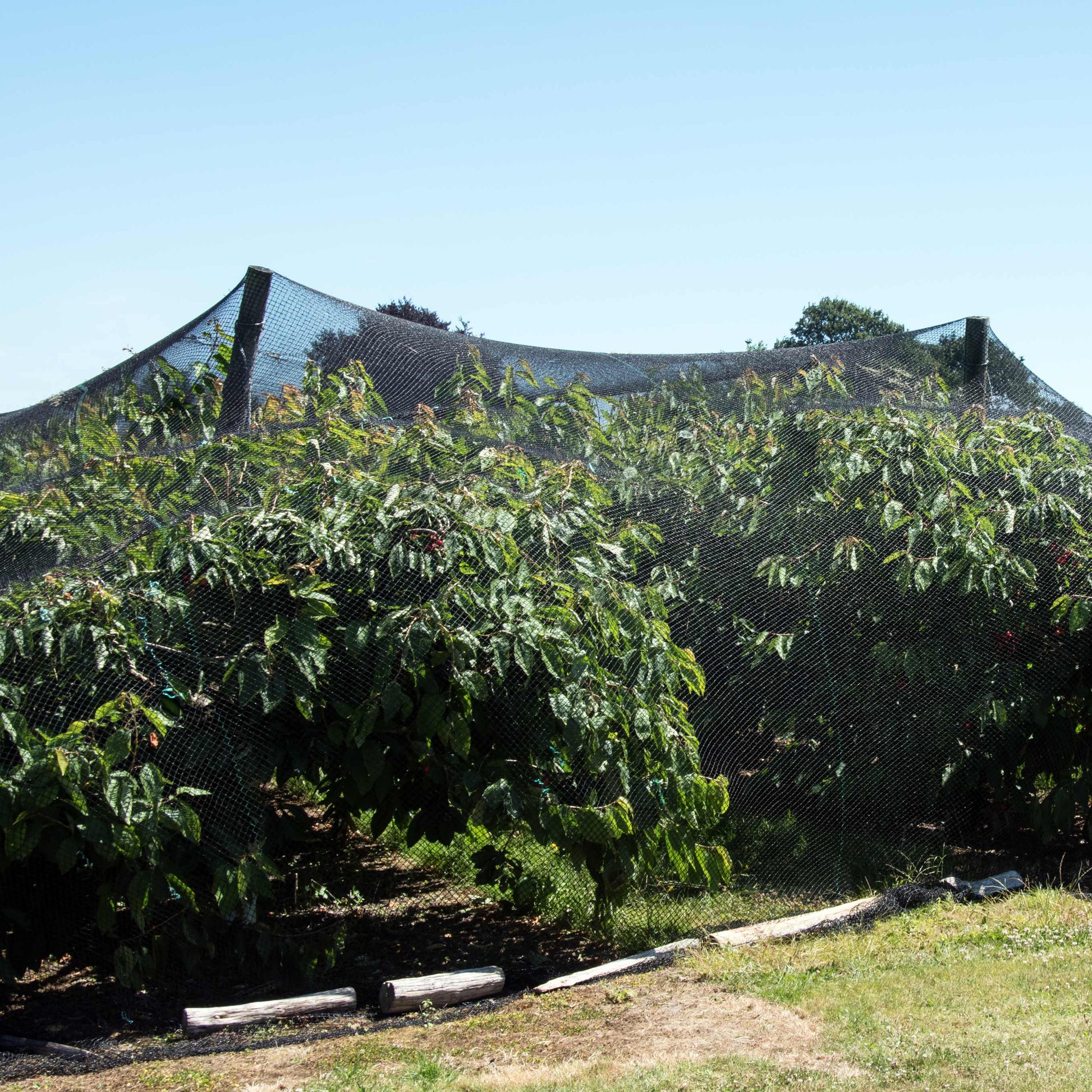 bird netting for fruit trees
