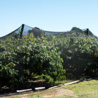 bird netting for fruit trees