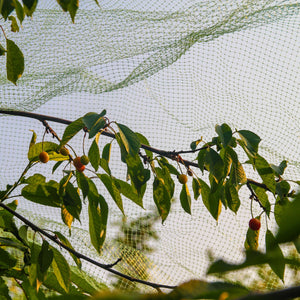 black bird netting over cherry tree