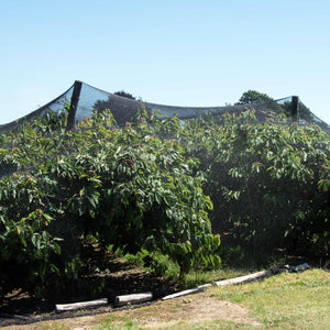 black bird netting covering fruit trees