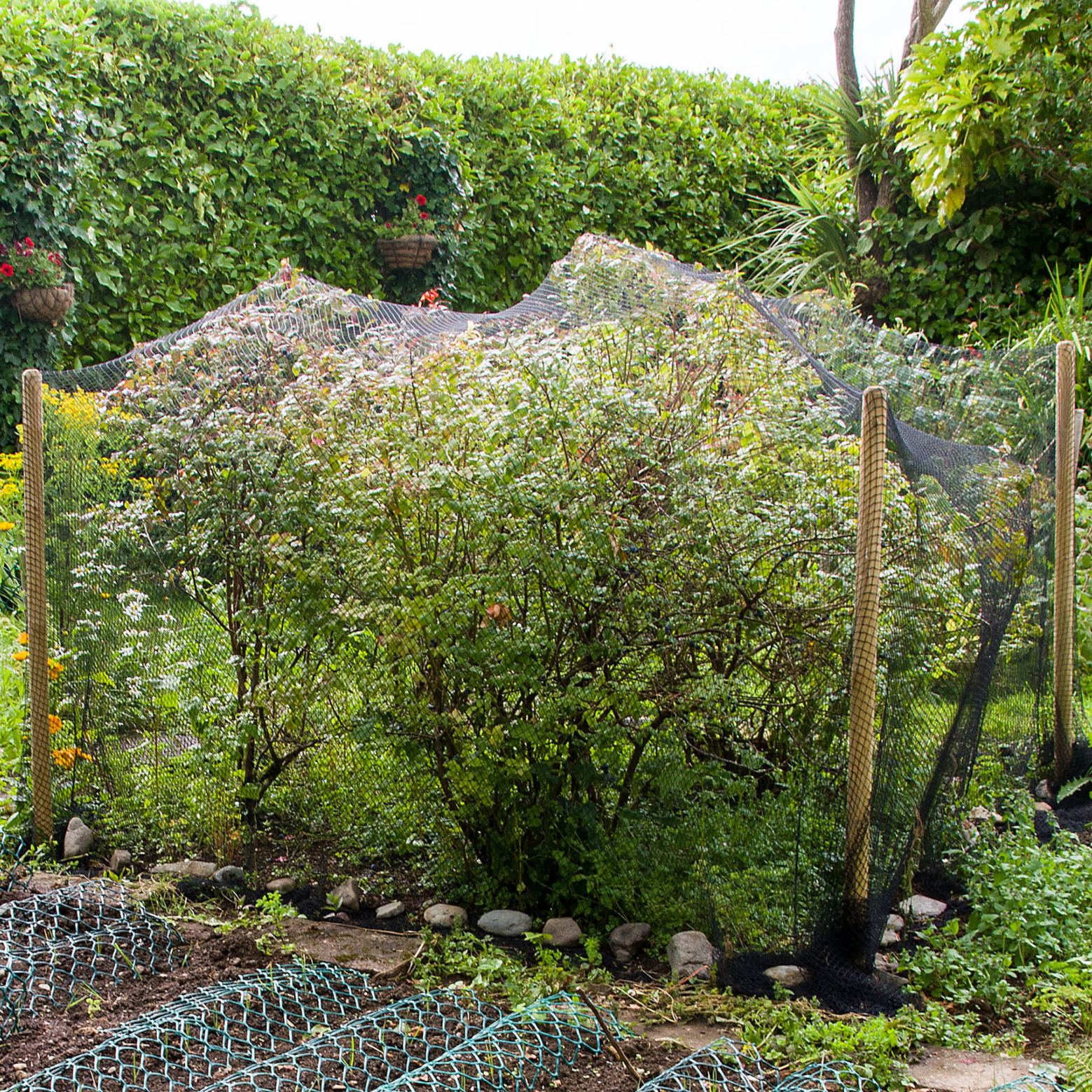 black bird netting covering vegetable garden
